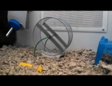 This Clever Hamster Has Learned How To Get Exercise While Still Being Able To Lay Down.