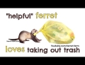 Ferret helps take out the trash.