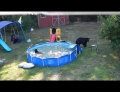 Mother bear and her five cubs cool off and have some fun in a neighborhood swimming pool.