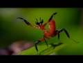 Kung Fu Mantis vs Jumping Spider is very educational with a surprise twist at the end.
