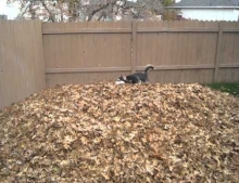 Siberian Husky dog having a great time playing in a huge pile of leaves.
