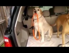 Baxter loves going to the dog park and realized one day that his owner couldn't close the trunk with his leash hanging out. Now Baxter knows exactly what needs to be done before heading off.