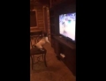 This little dog just loves watching rodeo bull riding on tv.