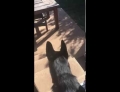 German Shepherd fetches his brother.