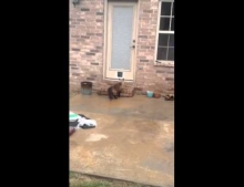 Cat named Philo tests out a brand new cat door his owner just installed.