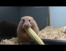 Hamster rams a whole corn on the cob in his mouth and it somehow fits.