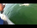 Huge Grouper Fish Swallows A Four Foot Shark In One Gulp Right Off This Guys Fishing Line.