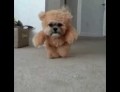 Cute Shih Tzu Dog Wearing A Funny Teddy Bear Costume.