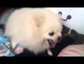 Cute little Pomeranian dog comes down with a case of the sneezes.