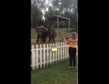 Two elephants dancing to the sounds of a violin is freaking cute!
