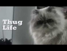 Thug life cat does what it wants.