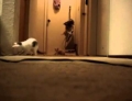 Bunch of kittens playing on a vacuum cleaner accidentally turn it on. RUN!!