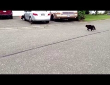 Friendly cat turns into a psychotic dog chasing maniac.
