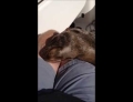 Baby sea lion comes aboard a boat and hangs out for awhile.