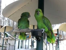 Two Amazon Parrots Arguing With Each Other Like A Disgruntled Married Couple But They Appear To Make Up At The End.