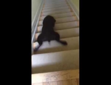 This lab puppy has a better and faster way to get down the stairs.