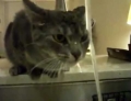 Cat Prefers To Drink From The Faucet Instead Of One Of Those Boring Water Bowls.
