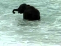 Baby Elephant visits the ocean for the first time and absolutely loves it.