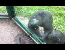 Chimpanzee doesn't want a banana, but he sure could use something to drink.