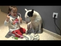 Little girl plays doctor with a Bull Terrier who doesn't seem to mind one bit.