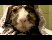 Watch this surprisingly educational video of a Guinea Pig being interviewed by a human