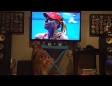 Golden Retriever loves to watch tennis on the television.