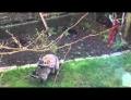 Family watches two raccoons in the backyard performing the 'Heimlich Maneuver' on each other.
