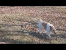 Cat won't let dog on a leash get away.