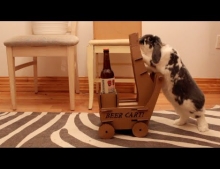 Wallace the rabbit just may be the coolest bunny on the planet. He delivers ice cold beer using his own beer cart.