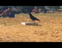 Smart crow opens a pizza box.