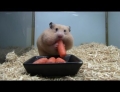 Hamster stuffing his face......literally