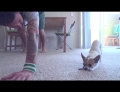 Cute chihuahua dog doing some yoga with his owner.