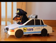 Dachshunds involved in a high speed police chase.