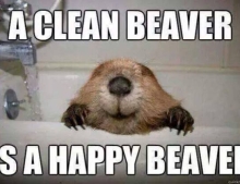 A clean beaver is a happy beaver.