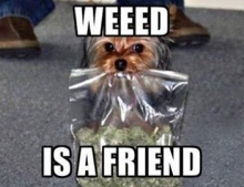 A friend with weed is a friend indeed.