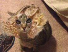 Cat + Makeup App = Fun