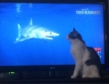 Cat loves shark week.