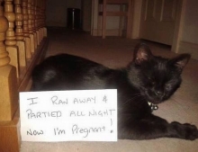 Cat ran away and partied all night and got knocked up.