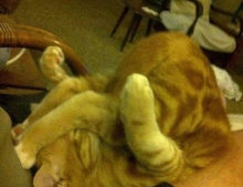 Cats are capable of sleeping in any position.