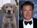 Dog looks just like Harrison Ford.