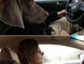 Husband and wife, 'who's the better driver' debate decided by the dog.