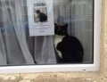 Either They Forgot To Take Down The Missing Poster Or The Cat Has An Identical Twin.