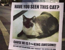 Have you seen this cat?