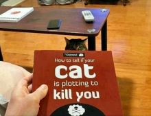 It Might Be A Good Idea To Read This Book If Your Cat Looks At You Funny