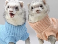 Just a couple of ferrets in pastel colored turtlenecks