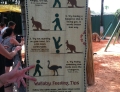 Kangaroo feeding tips for those who find it hard to walk and chew gum at the same time.