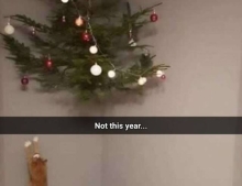 Not this year cat.