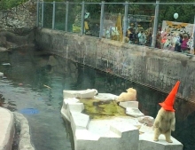 Polar Bear at the Moscow Zoo pulls out the cone head prank for the crowd.