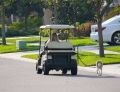 Taking your dog for a walk in a golf cart. Lazy ass.