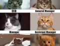 The corporate ladder demonstrated by cats.